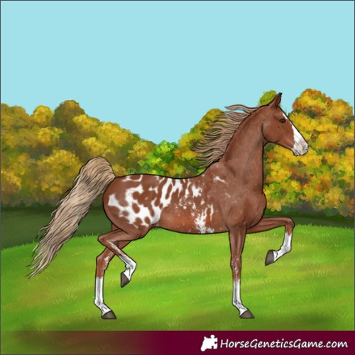 Horse Color:Chestnut Sabino Splash Blanket