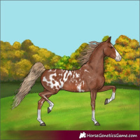 Horse Color:Chestnut Sabino Splash Blanket
