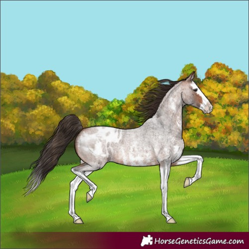 Horse Color:Bay Roan Sabino Splash Appaloosa