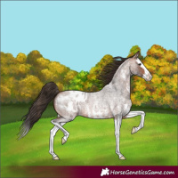 Horse Color:Bay Roan Sabino Splash Appaloosa 