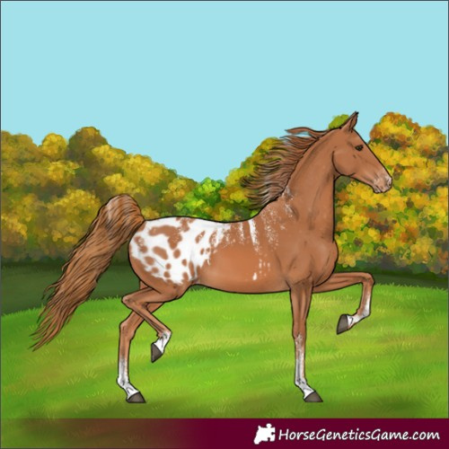 Horse Color:Powder White Chestnut Appaloosa