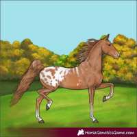 Horse Color:Powder White Chestnut Appaloosa 