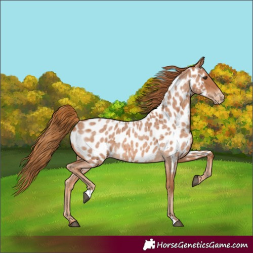 Horse Color:Red Roan Appaloosa 