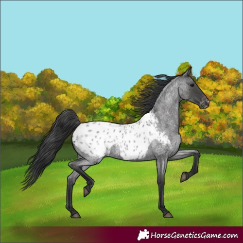 Horse Color:Blue Roan Appaloosa