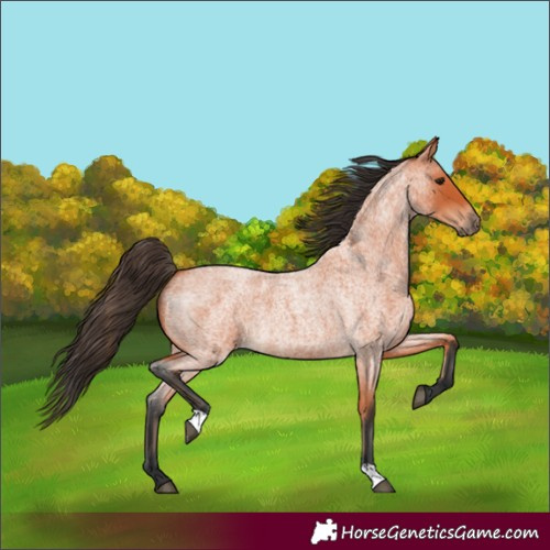 Horse Color:Bay Roan 