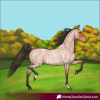 Horse Color:Bay Roan 
