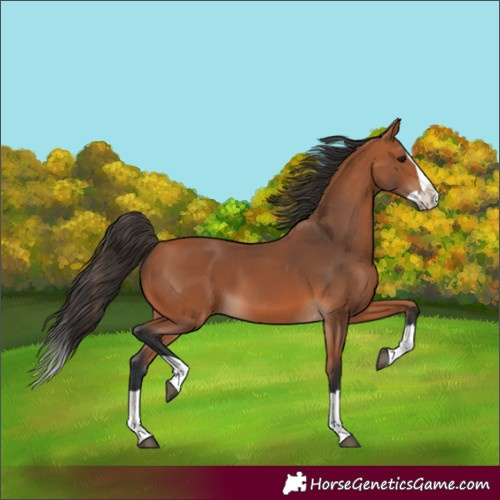 Horse Color:Bay Splash