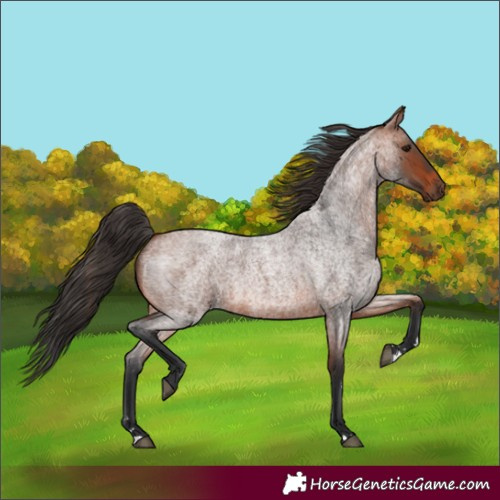 Horse Color:Bay Roan