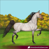 Horse Color:Bay Roan Dun