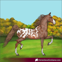 Horse Color:Chestnut Near Leopard