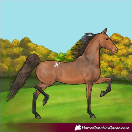 Horse Color:Bay Appaloosa 