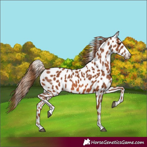 Horse Color:Chestnut Appaloosa
