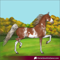 Horse Color:White Spotted Chestnut Frame