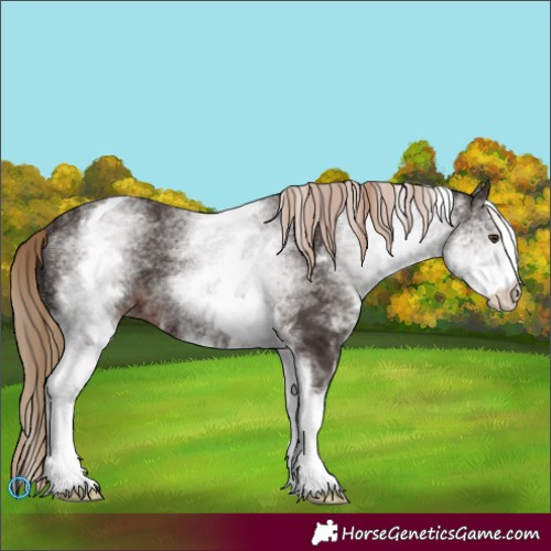 Horse Color:White Spotted Liver Chestnut 