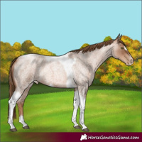 Horse Color:Liver Red Roan Pearl Tobiano Frame