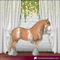 Horse Color:White Spotted Chestnut