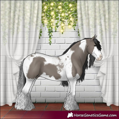 Horse Color:Grullo Splash Tobiano