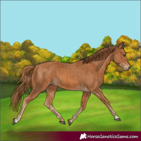 Horse Color:Chestnut  and Chestnut Rabicano 