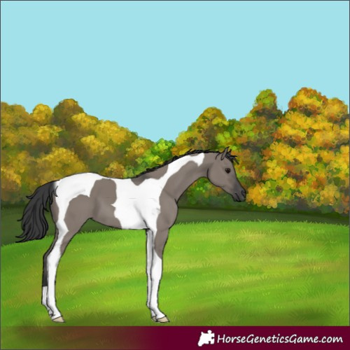 Horse Color:Grullo Tobiano 