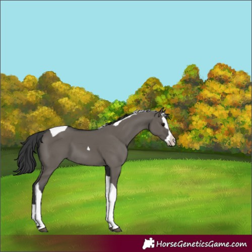 Horse Color:Grullo Splash Tobiano