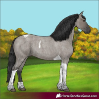 Horse Color:Grullo Roan Tobiano
