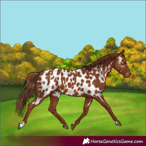 Horse Color:Chestnut Appaloosa 