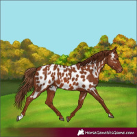 Horse Color:Chestnut Appaloosa