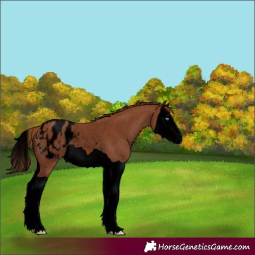 Horse Color:Void Chestnut Splash Appaloosa Rabicano
