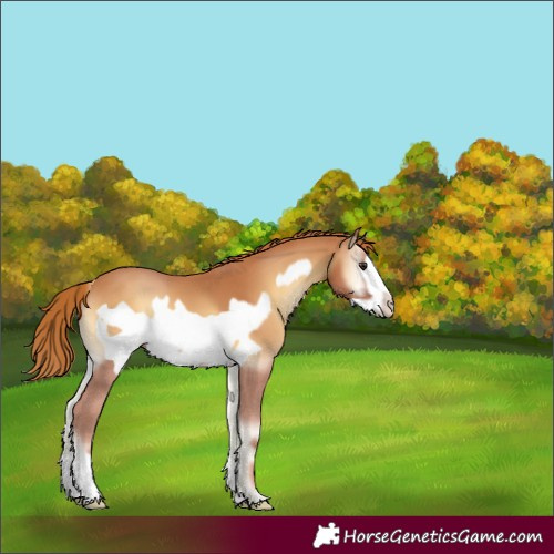 Horse Color:Red Onyx Frame 