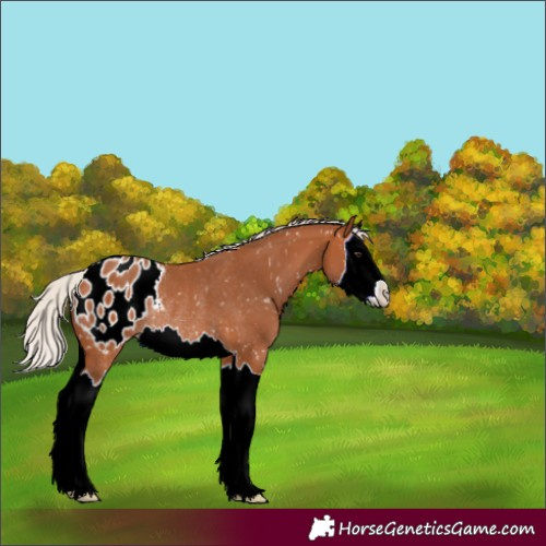 Horse Color:Silver Bay Splash Appaloosa Rabicano 