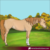 Horse Color:Red Dun 