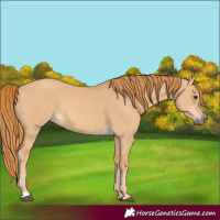 Horse Color:Red Dun