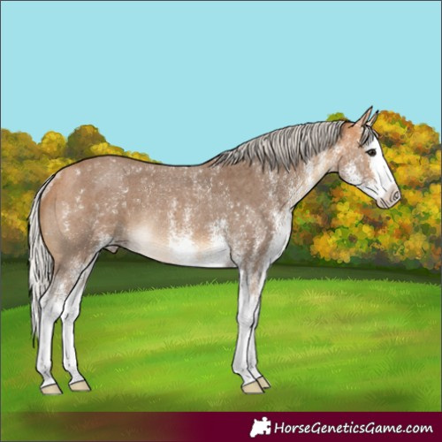 Horse Color:White Spotted Silver Buckskin Splash Rabicano