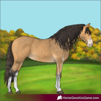 Horse Color:White Spotted Buckskin Rabicano 