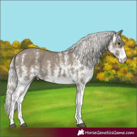 Horse Color:White Spotted Silver Smoky Black Rabicano 