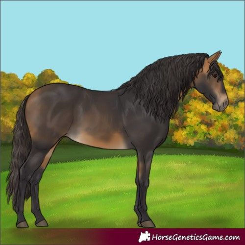 Horse Color:Buckskin