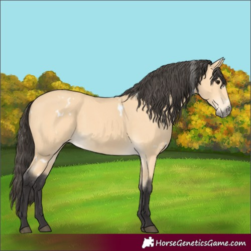 Horse Color:White Spotted Buckskin 
