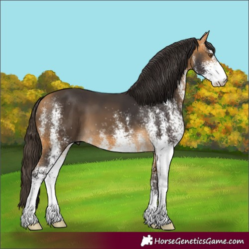 Horse Color:White Spotted Buckskin 