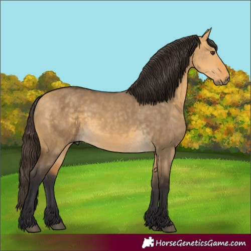 Horse Color:Buckskin Dun 