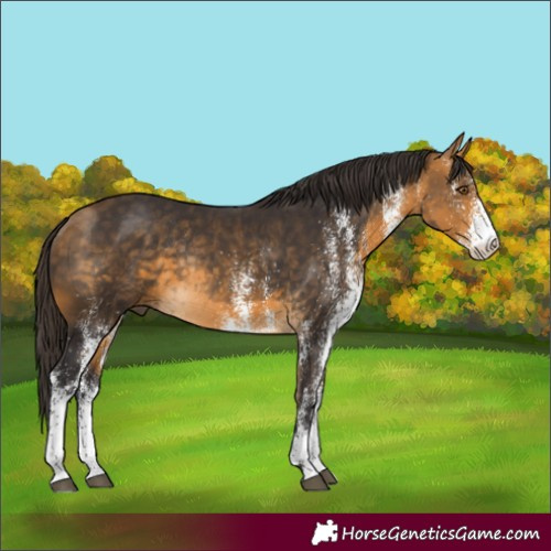 Horse Color:White Spotted Buckskin Rabicano