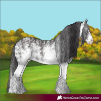 Horse Color:White Spotted Smoky Black Rabicano 