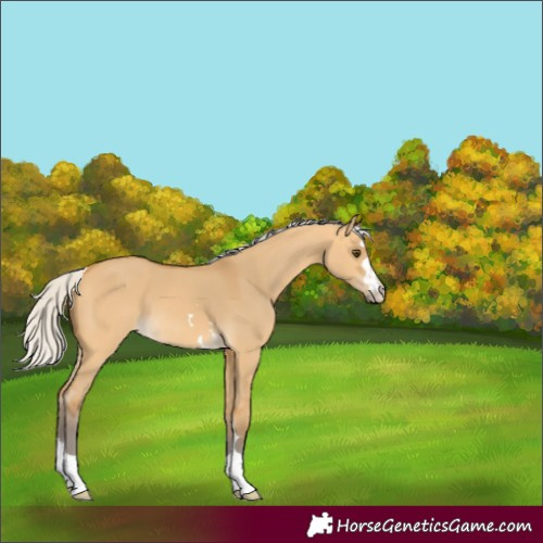 Horse Color:Silver Buckskin Dun 