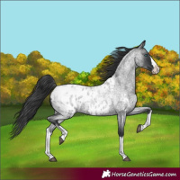 Horse Color:Blue Roan Splash Appaloosa 