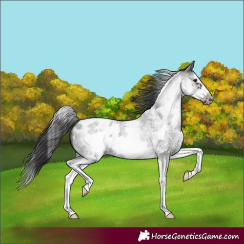 Horse Color:White Spotted Blue Roan Splash Frame Appaloosa 