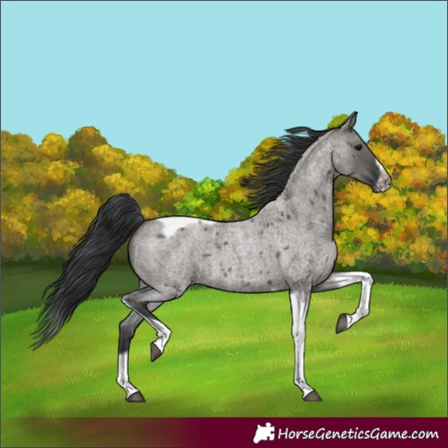 Horse Color:Grullo Roan Splash Tobiano Frame