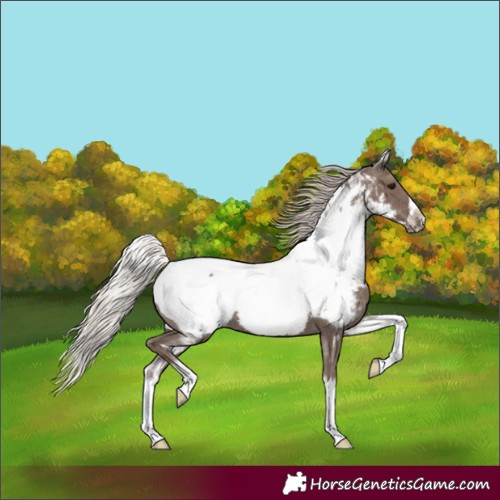 Horse Color:White Spotted Silver Black Splash Frame Appaloosa