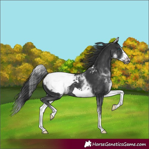 Horse Color:White Spotted Black Splash Frame Appaloosa