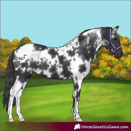 Horse Color:White Spotted Black 