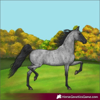 Horse Color:Blue Roan