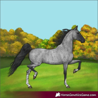 Horse Color:Blue Roan Sabino 